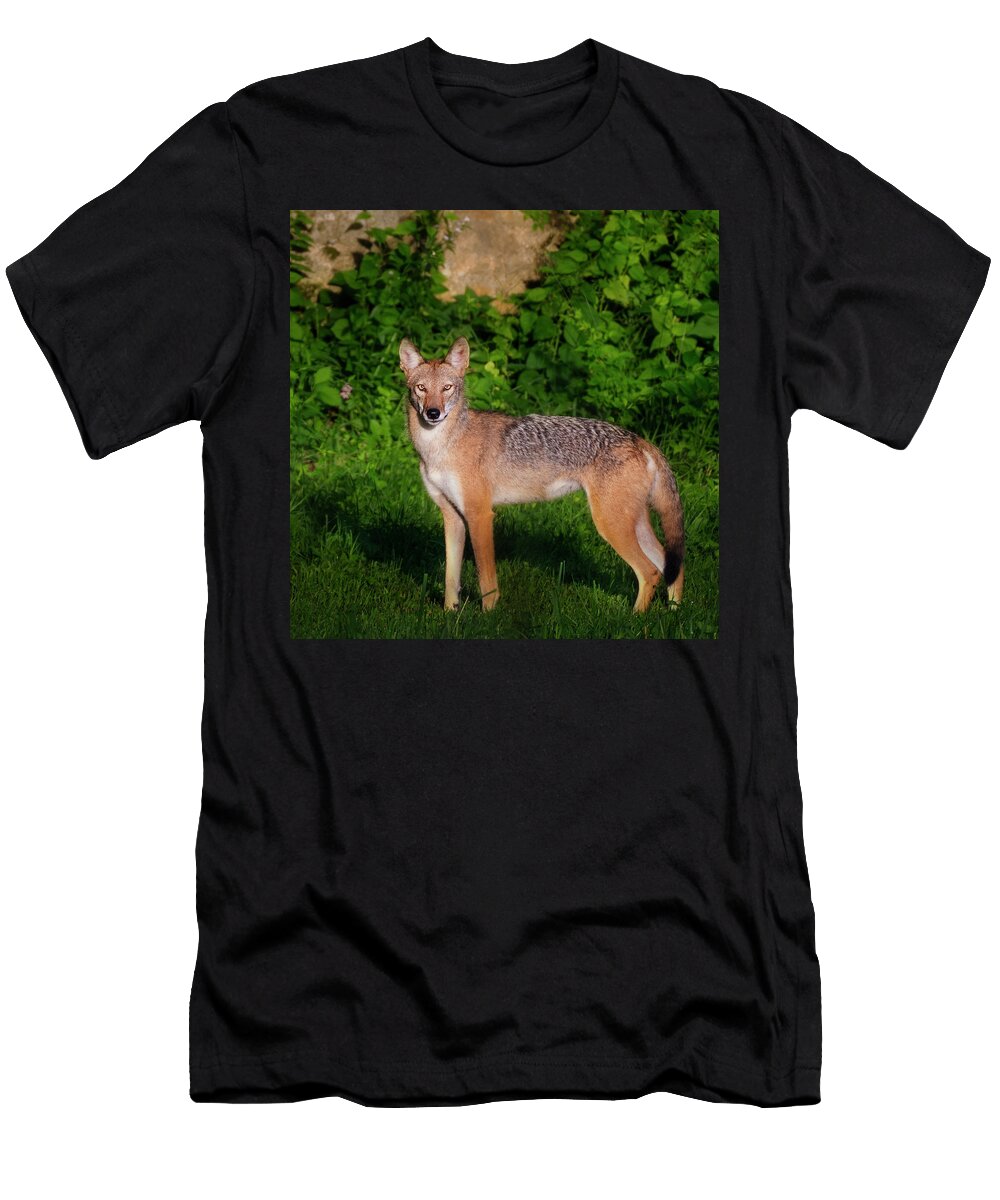 Coyote of Summer Square Bill Wakeley T-Shirt