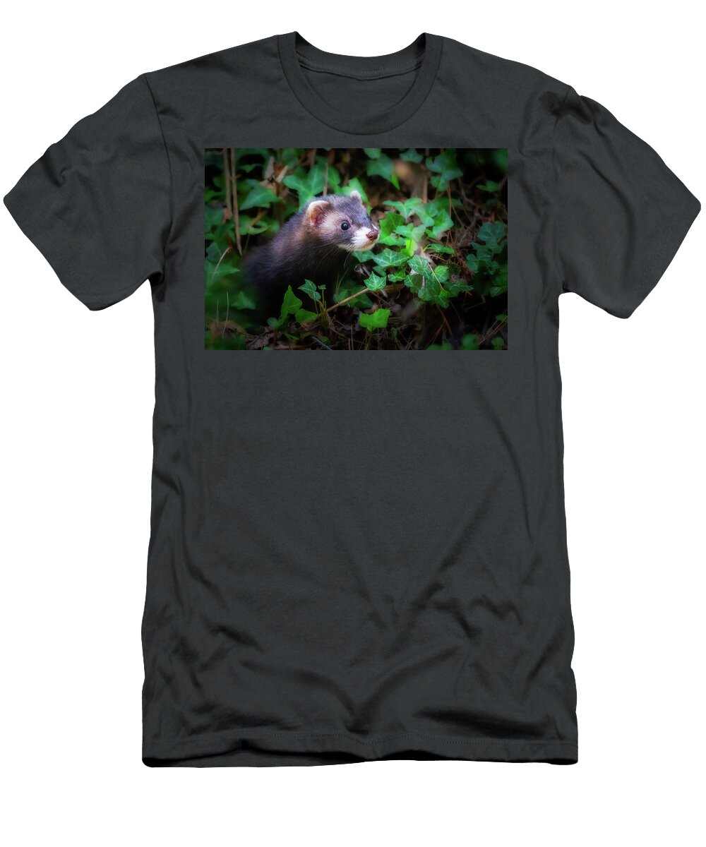 European Polecat Mustela Putorius Roberto Melotti T-Shirt