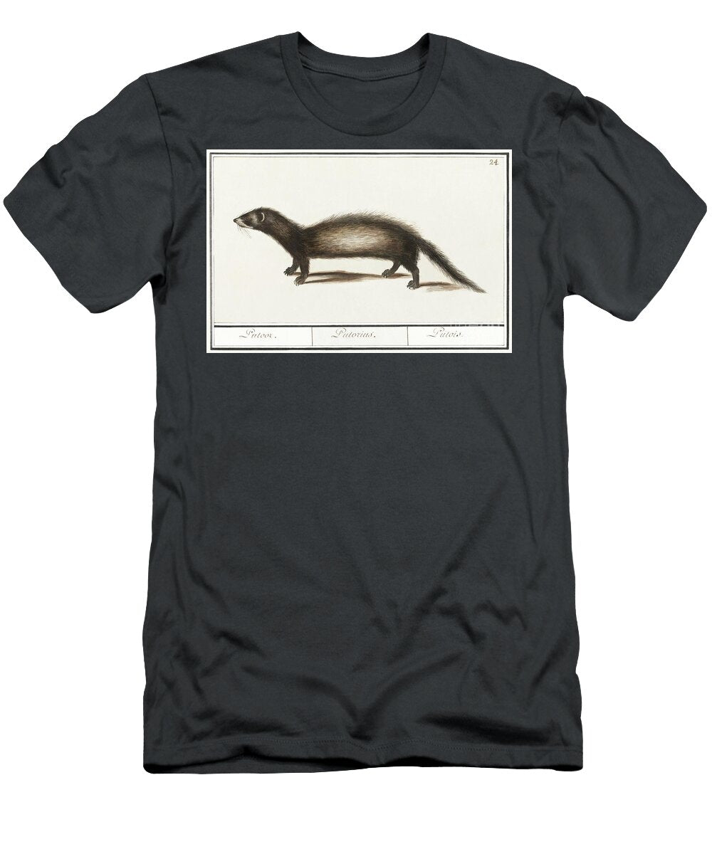 Polecat Mustela Putorius 1596 1610 By Anselmus Boetius De Boodt Anselmus Boetius De Boodt T-Shirt