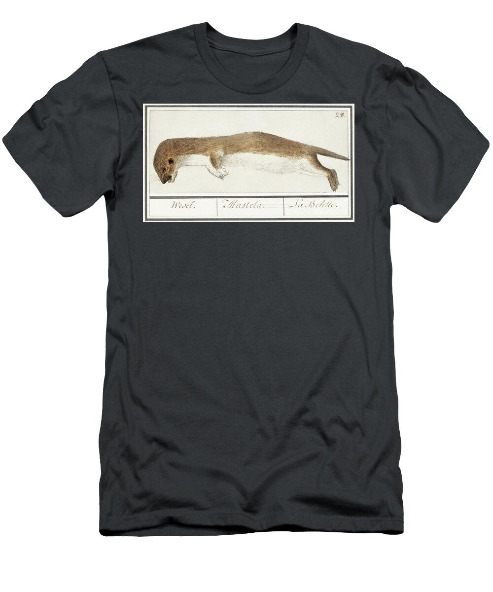Weasel Mustela Nivalis 1596 1610 By Anselmus Boetius De Boodt Anselmus Boetius De Boodt T-Shirt